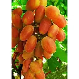 Саджанець Agro-Market Виноград Сенсація (дуже ранній термін дозрівання, довгий період зберігання ягід) 1 шт. в упаковці (19808)