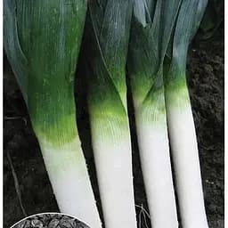 Насіння Весна на вагу Цибуля Батун ціна за 3 г (13360)