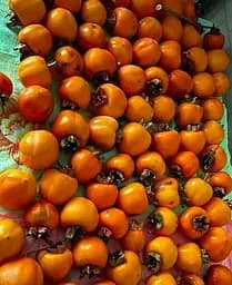 Саджанець Agro-Market Хурма на віргінській морозостійкій підщепі Волове серце вищий сорт! (26255) 1 шт. в упаковці - мініатюра 3