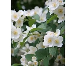 Саджанець Agro-Market Жасмин Білий (36916) 1 шт. в упаковці