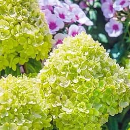 Саджанець Agro-Market Гортензія волотиста Mojito (178215)