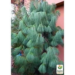 Саджанець Agro-Market Сосна Гімалайська Griffithii (горщик P9) (48730) - мініатюра 4
