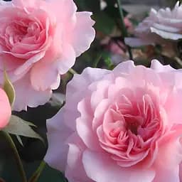 Роза полиантовая Agro-Market Bonica саженец класса АА+ в контейнере (156248)