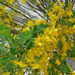 Акація жовта Lorbergii (кущова) (153881) 1 саджанець в упаковці