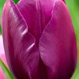 Тюльпан "Negrita" (размер 10/11, большой) 3 шт (17051)