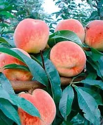 Саджанець Agro-Market Персик Чарівник (великоплідний сорт, ранній термін дозрівання) 1 шт. в упаковці (178437)