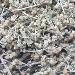 100 г полин гіркий трава сушеная - свіжий урожай