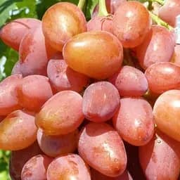 Саженец Agro-Market Виноград Гамлет (очень ранний, морозостойкий) 1 шт. в упаковке (153455)