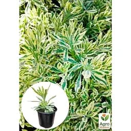 Саджанець Agro-Market Лаванда пестролиста зубчаста Meerlo (контейнер № 10 висота 10-15 см) (48064) 1 шт. в упаковці - мініатюра 4
