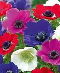 Саженец Agro-Market Анемона Mix размер 5/6 большой 5 шт. в упаковке (47694)