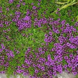 Тимьян ранний "Arcticus" (потолок, вечнозеленый, пряный) (189636) 1 саженец в упаковке