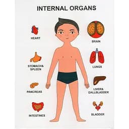 Пазлы обучающие Strateg Internal Organs (30349)