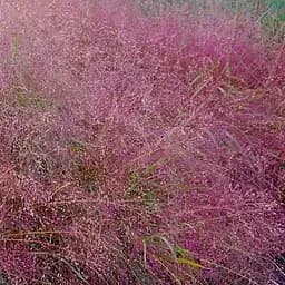 Ерагростіс рожевий "Eragrostis spectabilis" (183672) 1 саджанець