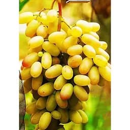 Саджанець Agro-Market Виноград Хусайне (кишмиш, середній термін дозрівання, має тривалий термін зберігання ягід) 1 шт. в упаковці (20044)