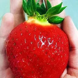 Саженец Agro-Market Клубника Альбион (Albion) (ремонтантный крупноплодный сорт) 5 шт. в упаковке (37281)