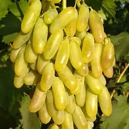 Саженец Agro-Market Виноград кишмиш Супер Сонака (сладкий мускат без косточки селекции США) 1 шт. в упаковке (182544)