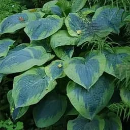 Хоста гибридная "Frances Williams" С3 (181341) 1 саженец