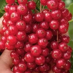 Смородина красная "Волшебница" (поздний срок созревания) (187567) 1 саженец