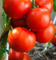 Насіння Весна Томат Орел пустелі Зіпер 0.5 г (184323)