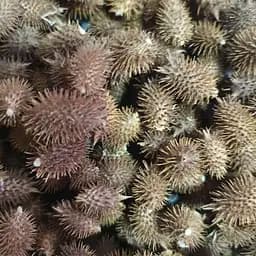 100 г нетреба шишки сушені - свіжий урожай