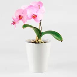 Горщик для квітів МВМ My Home, 16 см, білий (DH-FLOWERS-29 WHITE) - мініатюра 5