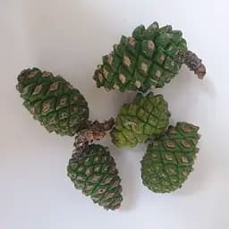 100 г сосна (сосновые) шишки  свежие - свежий урожай