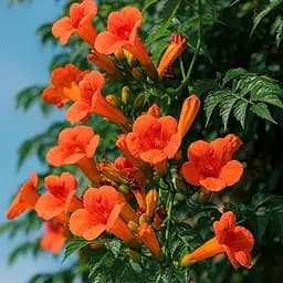 Кампсис гибридный Agro-Market Madame Galen 187506 1 саженец в упаковке