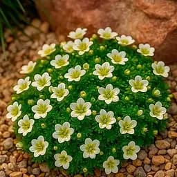 Ломкамень Арендса Weisser Zwerg (187796) 1 саженец в упаковке