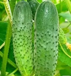 Насіння Весна на вагу Огірок Трюкач F1 ціна за 1 г (183858)