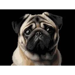 Картина по номерам Strateg Мопс на черном фоне 30х40 см (FH-34)