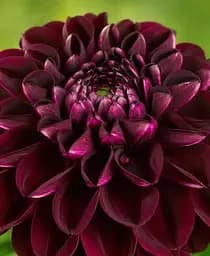 Клубень Agro-Market Георгина Arabian Night 1 шт. в упаковке (48204)