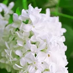 Саджанець Agro-Market Бузок Аліса Хардінг (Alice Harding) (23840)