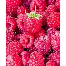 Саджанець Agro-Market LMTD Малина Lucky Berry (висота 40-60 см, горщик С5) ремонтантна 2-х річна 5 саджанців (180010)