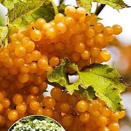 Саджанець Agro-Market Калина насичено жовта Сонце золоте (The sun is golden) преміальний, стабільно врожайний сорт) 1 шт. в пакуванні (49970)