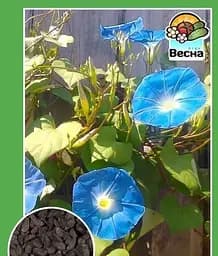 Насіння Весна Іпомея блакитна 0.5 г (11823)