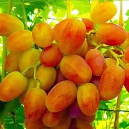 Саджанець Agro-Market Виноград жовто-помаранчевий Мед (преміальний столовий сорт, дуже солодкий) 1 шт. в пакуванні (48075)