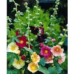 Мальва многолетняя смесь (Зипер) Весна 0.5г (19217)