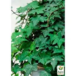 Саджанець Agro-Market Плющ звичайний (44214) 1 шт. в упаковці - мініатюра 2