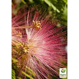 Саджанець Agro-Market Альбіція зелена Амбрела (красивоквітуча, дуже ароматна) (120912) - мініатюра 4