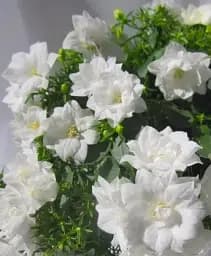 Саженец Agro-Market Кампанула махровая Double White 1 шт. в упаковке (102106)