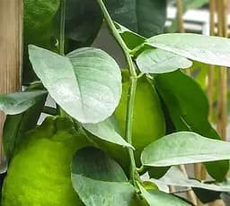 Саджанець Agro-Market Лимон Київський Великоплідний плоди до 1кг! (40078) 1 шт. в упаковці - мініатюра 2