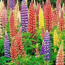 Люпин "Mixture of colors" (зипер) Весна 1г (177301)