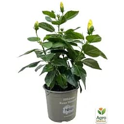 Гібіскус кімнатний Agro-Market Adonis Yellow (167056) 1 саджанець в упаковці кімнатний Нідерланди - мініатюра 4