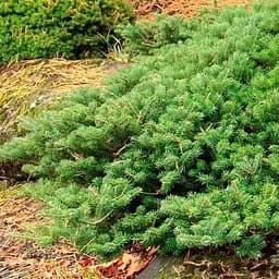 Пихта корейская Agro-Market Green Carpet ком/сетка диаметр 90-100 см 188456 1 саженец в упаковке