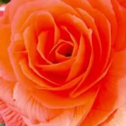 Бегония махровая "Лососевая" 1 шт (35478)