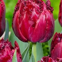 Тюльпан "Cranberry Tristle" (186221) 2 шт
