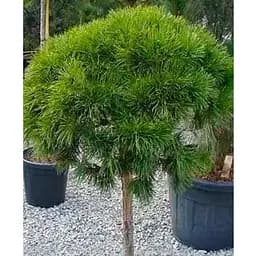 Сосна гірська на штамбі "Mops" С3 висота 30-50см (112372) 1 саджанець