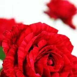 Троянда чайно-гібридна Agro-Market Ред Інтуішн 1 шт. в упаковці (44148)