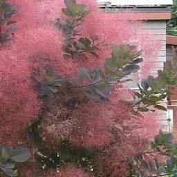 Скумпия 2-х летняя "Purpureus" С3 высота 30-40см (189712) 1 саженец