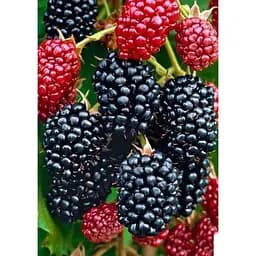 Саженец Agro-Market Ежевика средняя Трипл Краун (Triple Crown) 1 шт. в упаковке (43976)